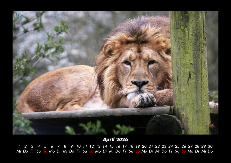 Löwen in der Wildnis Fotokalender 2026 - 4