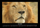 Löwen in der Wildnis Fotokalender 2026 - 6