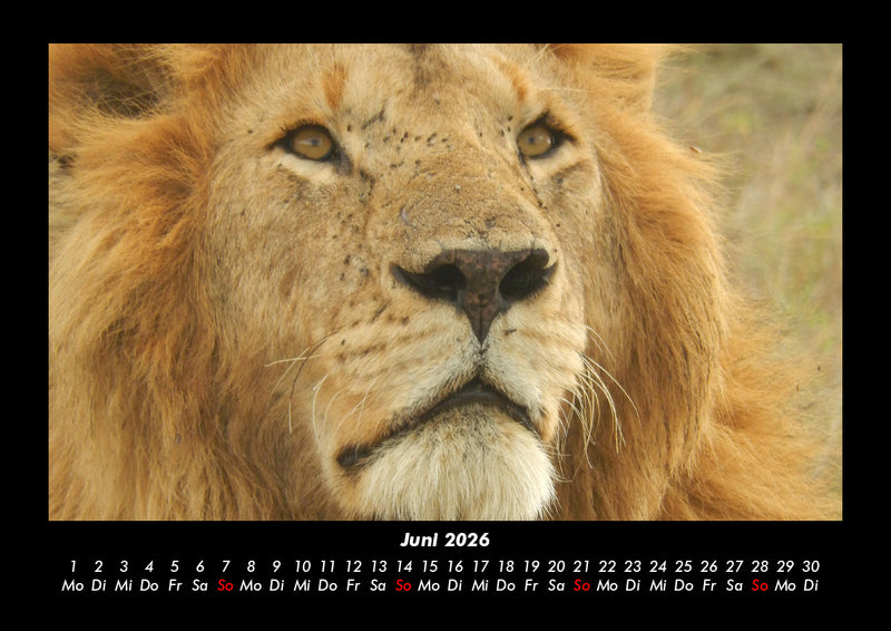 Löwen in der Wildnis Fotokalender 2026 - 6