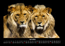 Löwen in der Wildnis Fotokalender 2026 - 7