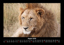 Löwen in der Wildnis Fotokalender 2026 - 8