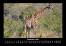 Giraffen Fotokalender 2026 - 9