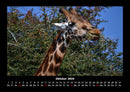 Giraffen Fotokalender 2026 - 10