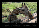 Giraffen Fotokalender 2026 - 11