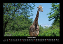 Giraffen Fotokalender 2026 - 1