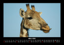 Giraffen Fotokalender 2026 - 3