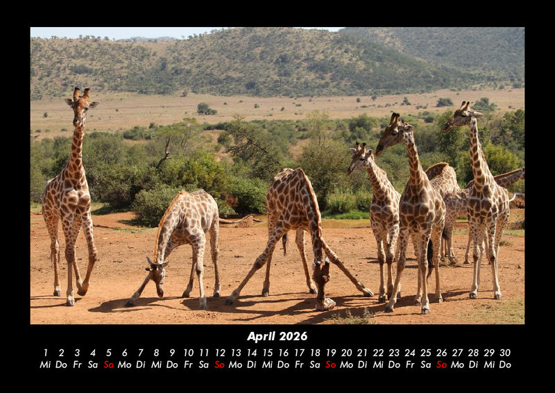 Giraffen Fotokalender 2026 - 4