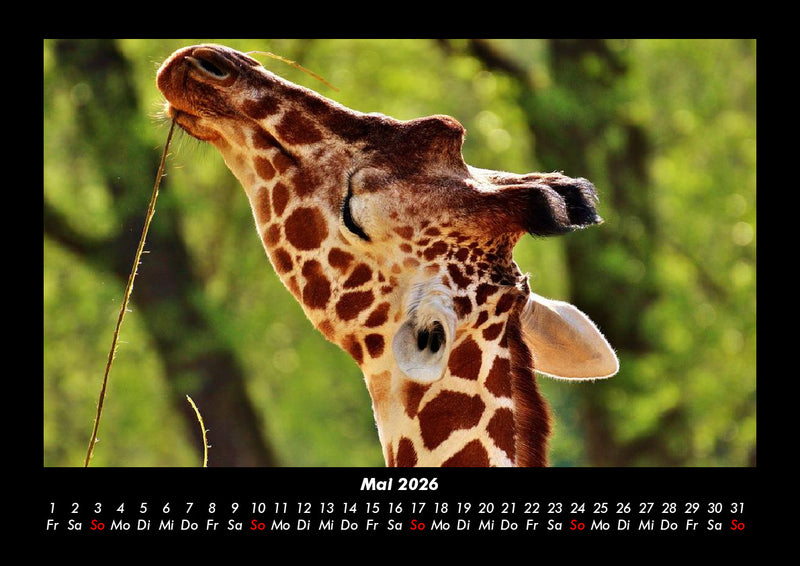 Giraffen Fotokalender 2026 - 5