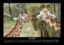 Giraffen Fotokalender 2026 - 6