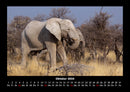 Der Elefantenkalender Fotokalender 2026 - 10