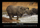 Der Elefantenkalender Fotokalender 2026 - 11