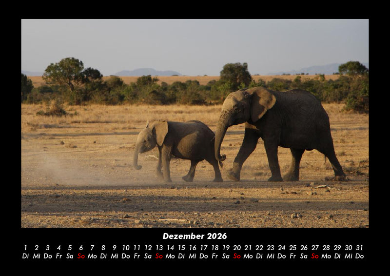 Der Elefantenkalender Fotokalender 2026 - 12