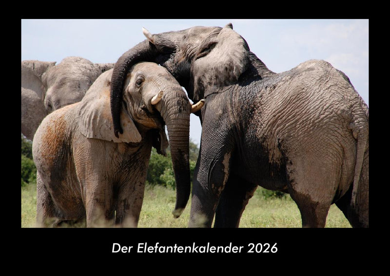 Der Elefantenkalender Fotokalender 2026 - Hauptbild