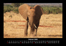 Der Elefantenkalender Fotokalender 2026 - 2