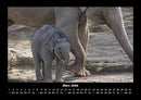 Der Elefantenkalender Fotokalender 2026 - 3