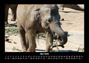 Der Elefantenkalender Fotokalender 2026 - 5