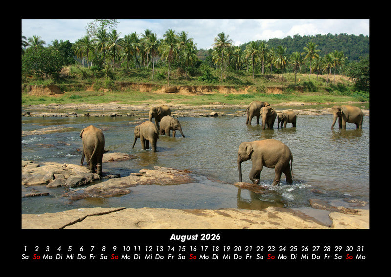 Der Elefantenkalender Fotokalender 2026 - 8