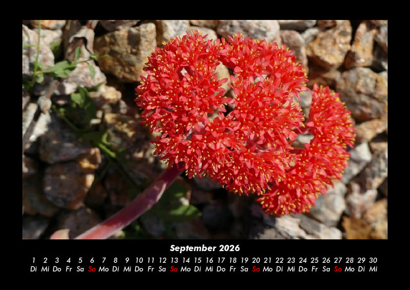 Blumenkalender Fotokalender 2026 - 9