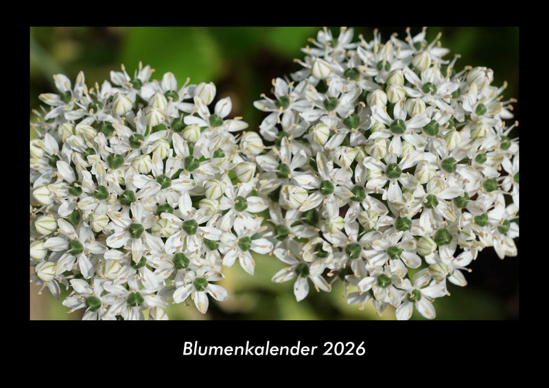Blumenkalender Fotokalender 2026 - Hauptbild
