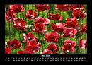 Blumenkalender Fotokalender 2026 - 5