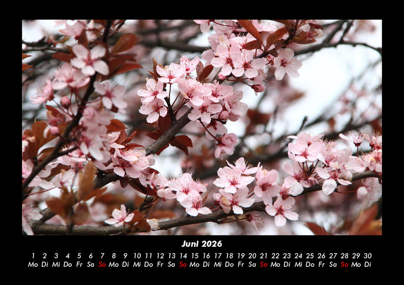 Blumenkalender Fotokalender 2026 - 6