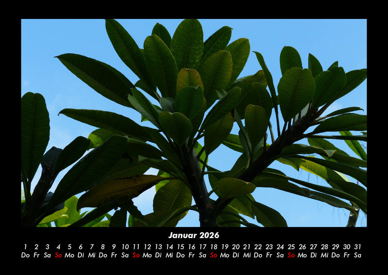 Bäume Fotokalender 2026 - 1