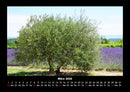 Bäume Fotokalender 2026 - 3