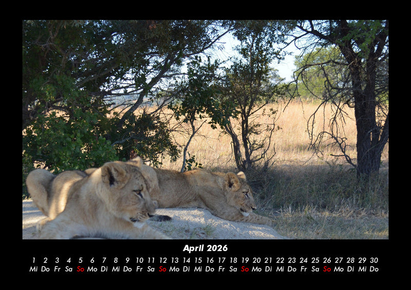 Bäume Fotokalender 2026 - 4