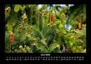 Bäume Fotokalender 2026 - 6