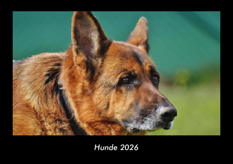 Hunde Fotokalender 2026 - Hauptbild