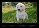 Hunde Fotokalender 2026 - 3