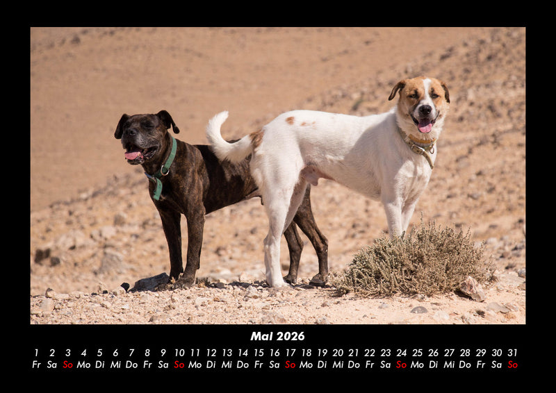 Hunde Fotokalender 2026 - 5