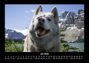Hunde Fotokalender 2026 - 7