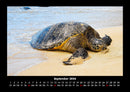 Schildkrötenzauber Fotokalender 2026 - 9