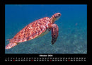 Schildkrötenzauber Fotokalender 2026 - 10