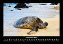 Schildkrötenzauber Fotokalender 2026 - 12