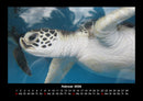 Schildkrötenzauber Fotokalender 2026 - 2