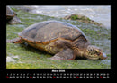 Schildkrötenzauber Fotokalender 2026 - 3