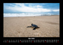 Schildkrötenzauber Fotokalender 2026 - 5