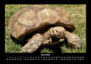 Schildkrötenzauber Fotokalender 2026 - 6