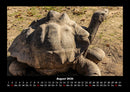 Schildkrötenzauber Fotokalender 2026 - 8