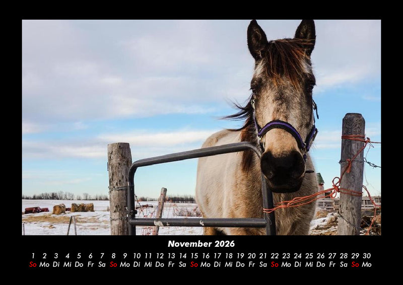 Die Welt der Pferde Fotokalender 2026 - 11