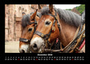 Die Welt der Pferde Fotokalender 2026 - 12