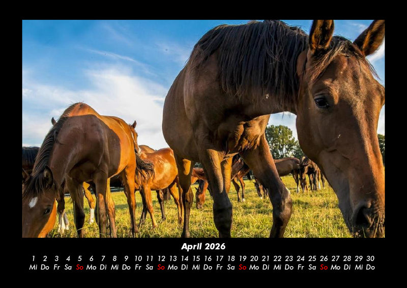 Die Welt der Pferde Fotokalender 2026 - 4