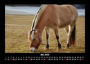 Die Welt der Pferde Fotokalender 2026 - 5