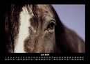 Die Welt der Pferde Fotokalender 2026 - 7
