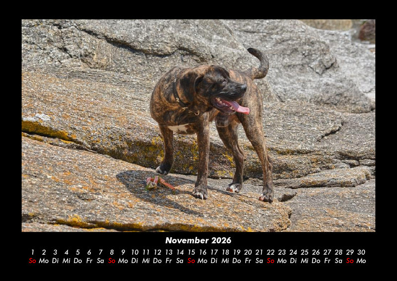 Der Hundekalender Fotokalender 2026 - 11