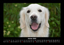 Der Hundekalender Fotokalender 2026 - 1