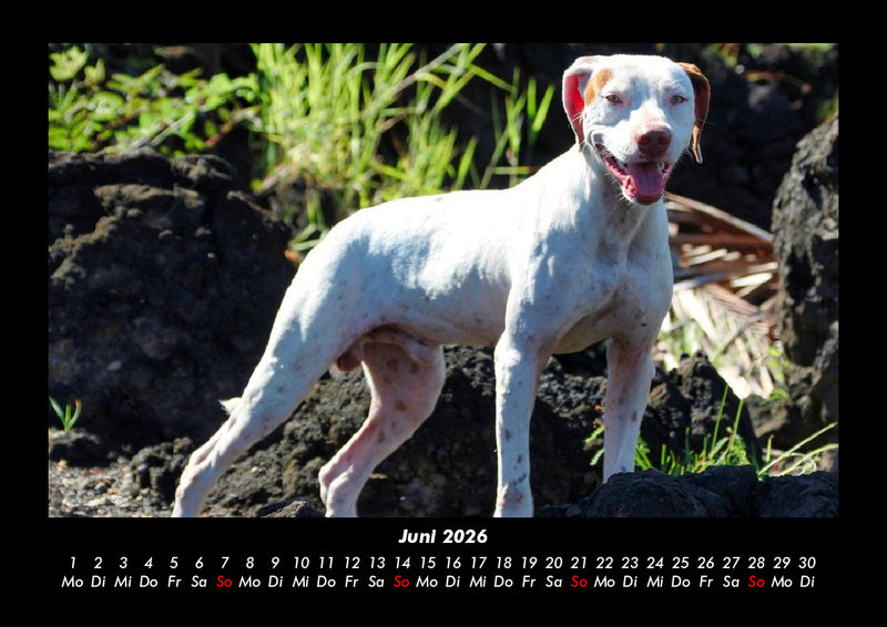 Der Hundekalender Fotokalender 2026 - 6