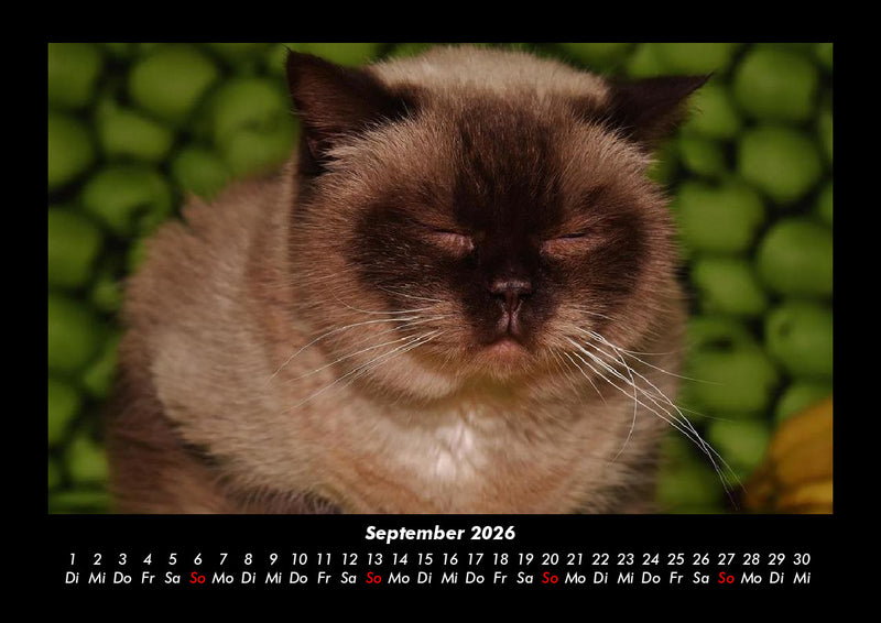 Für Katzenfreunde Fotokalender 2026 - 9
